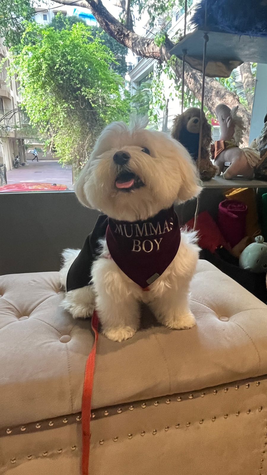 PET Fashion